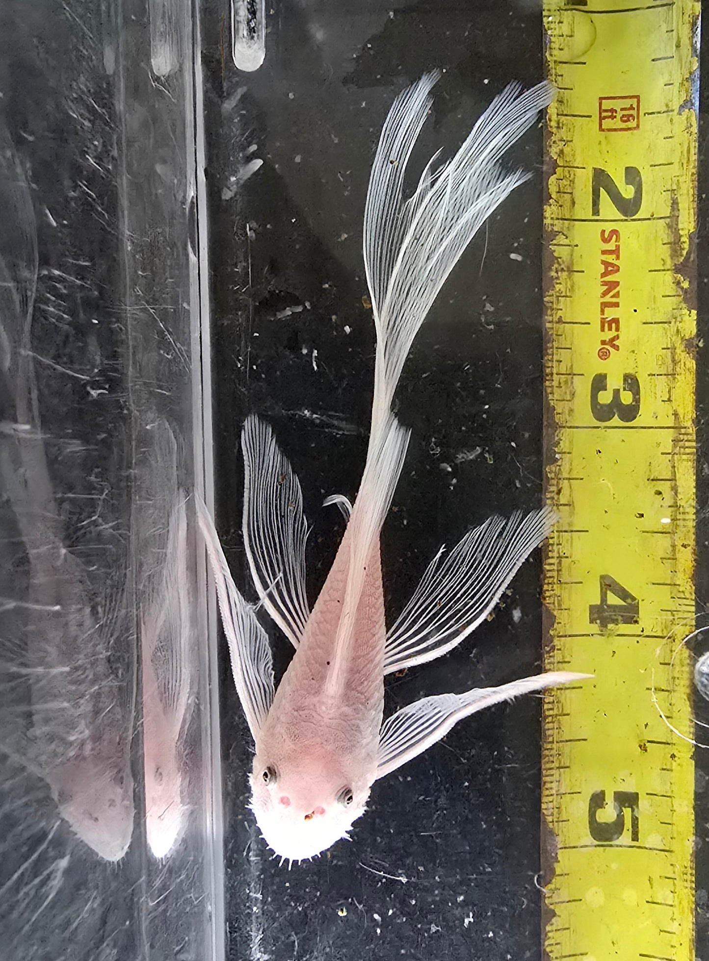 Snow White Bristlenose Pleco (Ancistrus sp.)