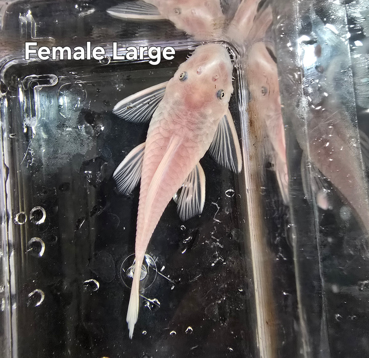 Snow White Bristlenose Pleco (Ancistrus sp.)