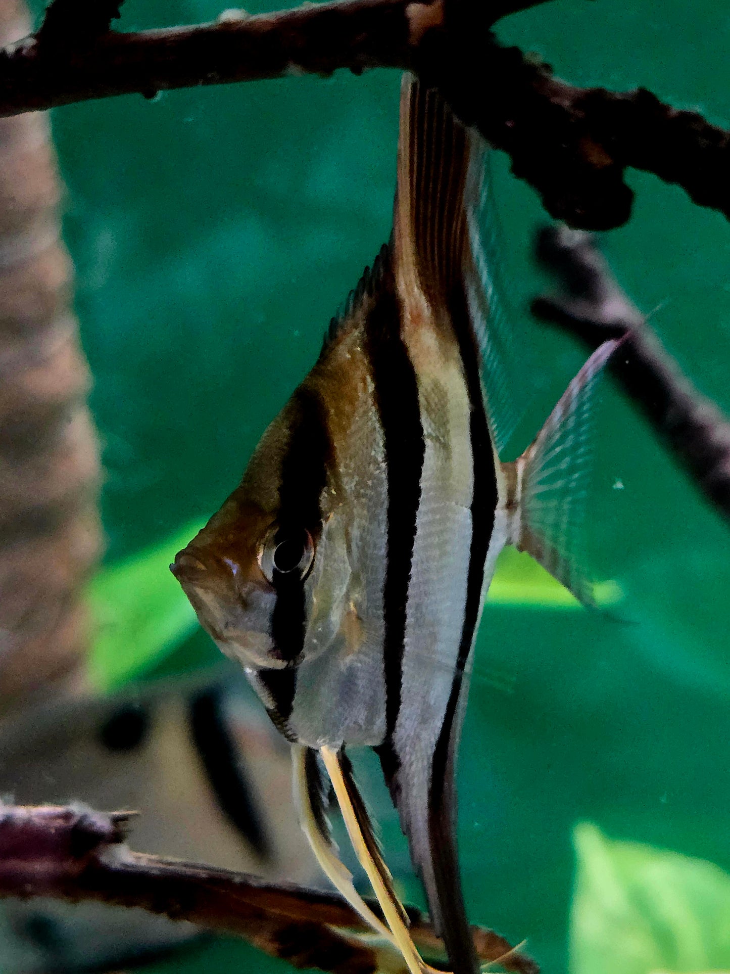 Pterophyllum altum San Felipe F1