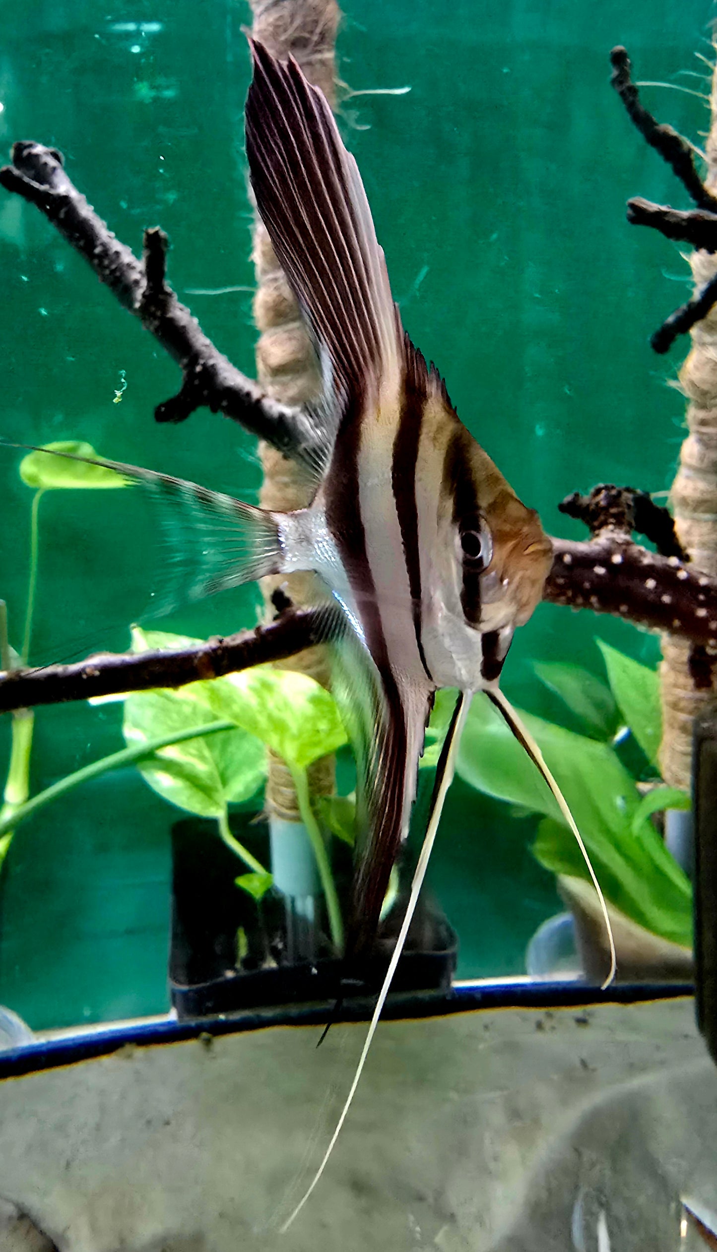 Pterophyllum altum San Felipe F1