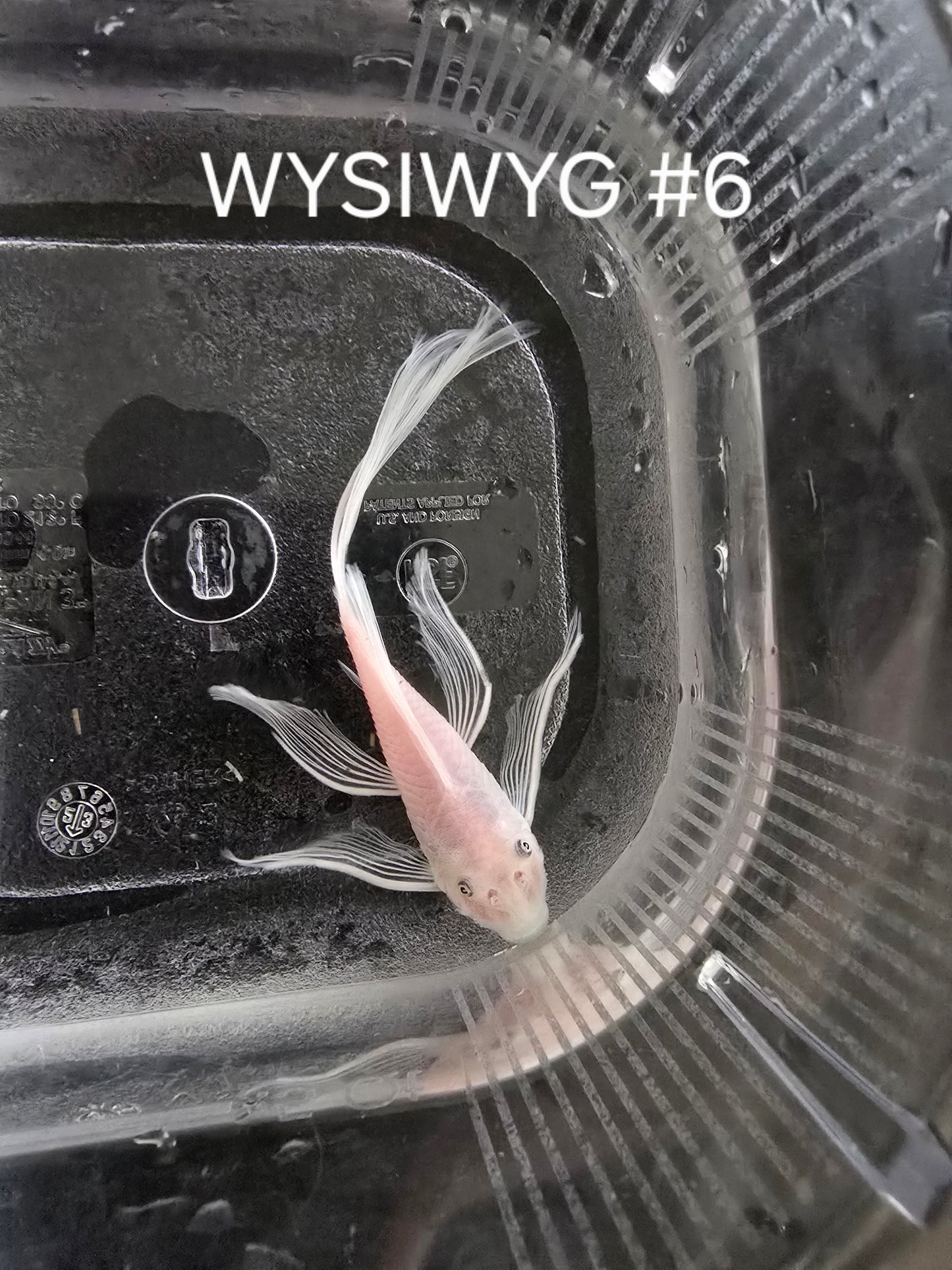 Snow White Bristlenose Pleco (Ancistrus sp.)