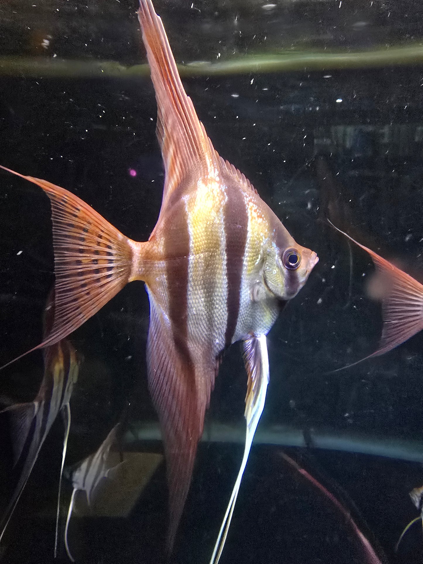 Pterophyllum altum San Felipe F1