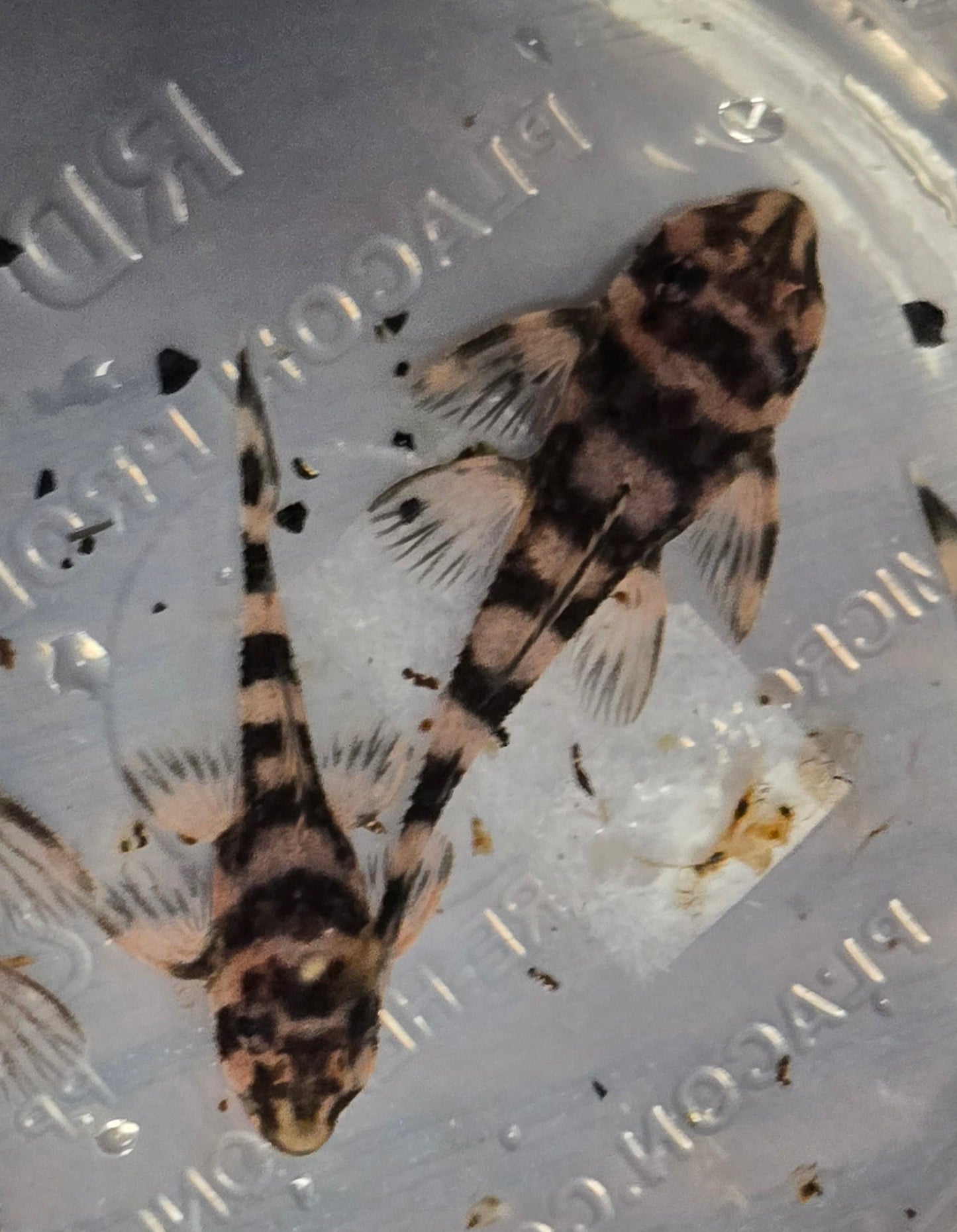 Atabapo Butterfy Pleco L052 (Deseykeria picta)