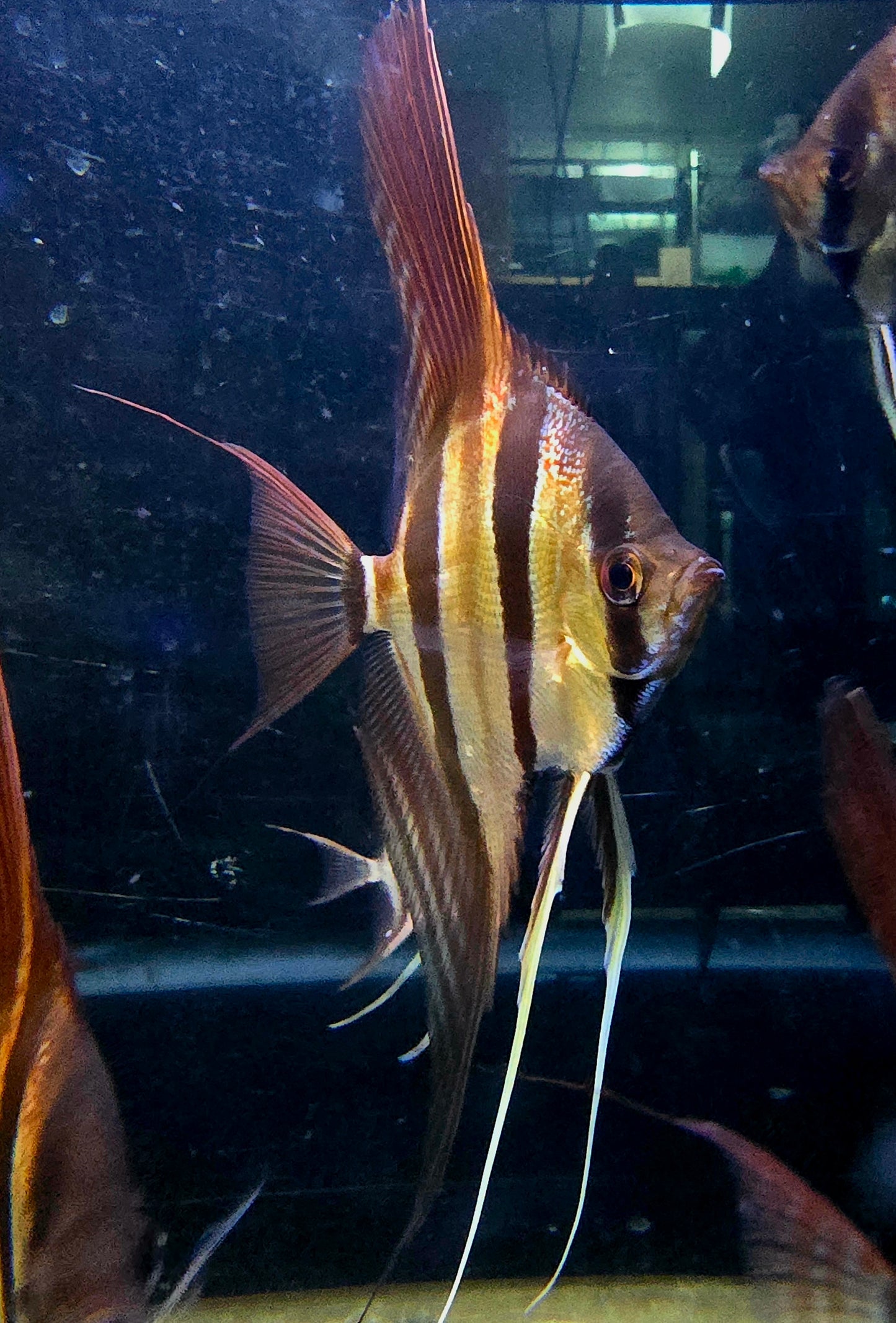 Pterophyllum altum San Felipe F1