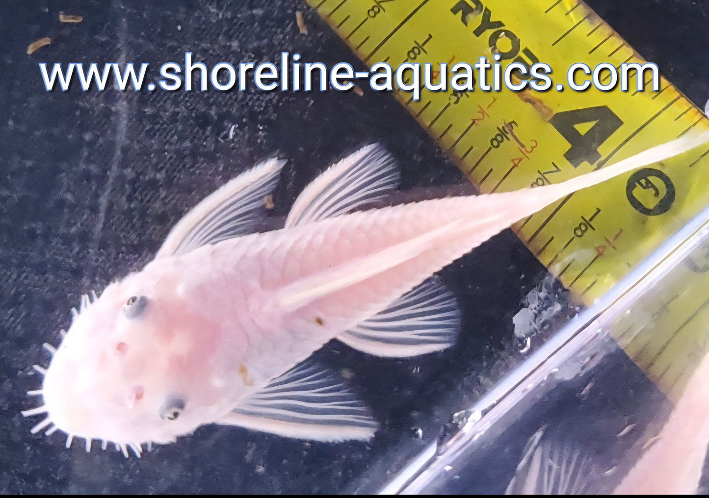 Snow White Bristlenose Pleco (Ancistrus sp.)