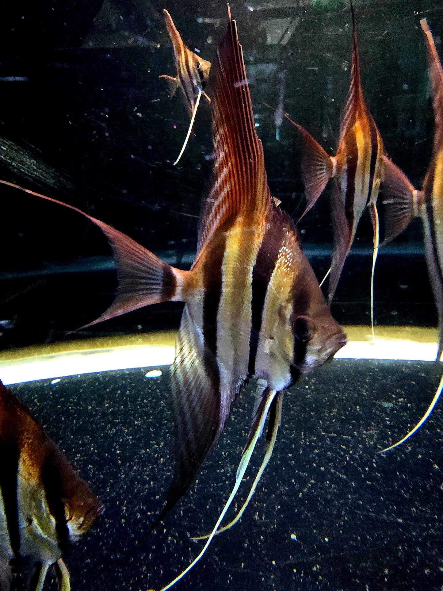 Pterophyllum altum San Felipe F1