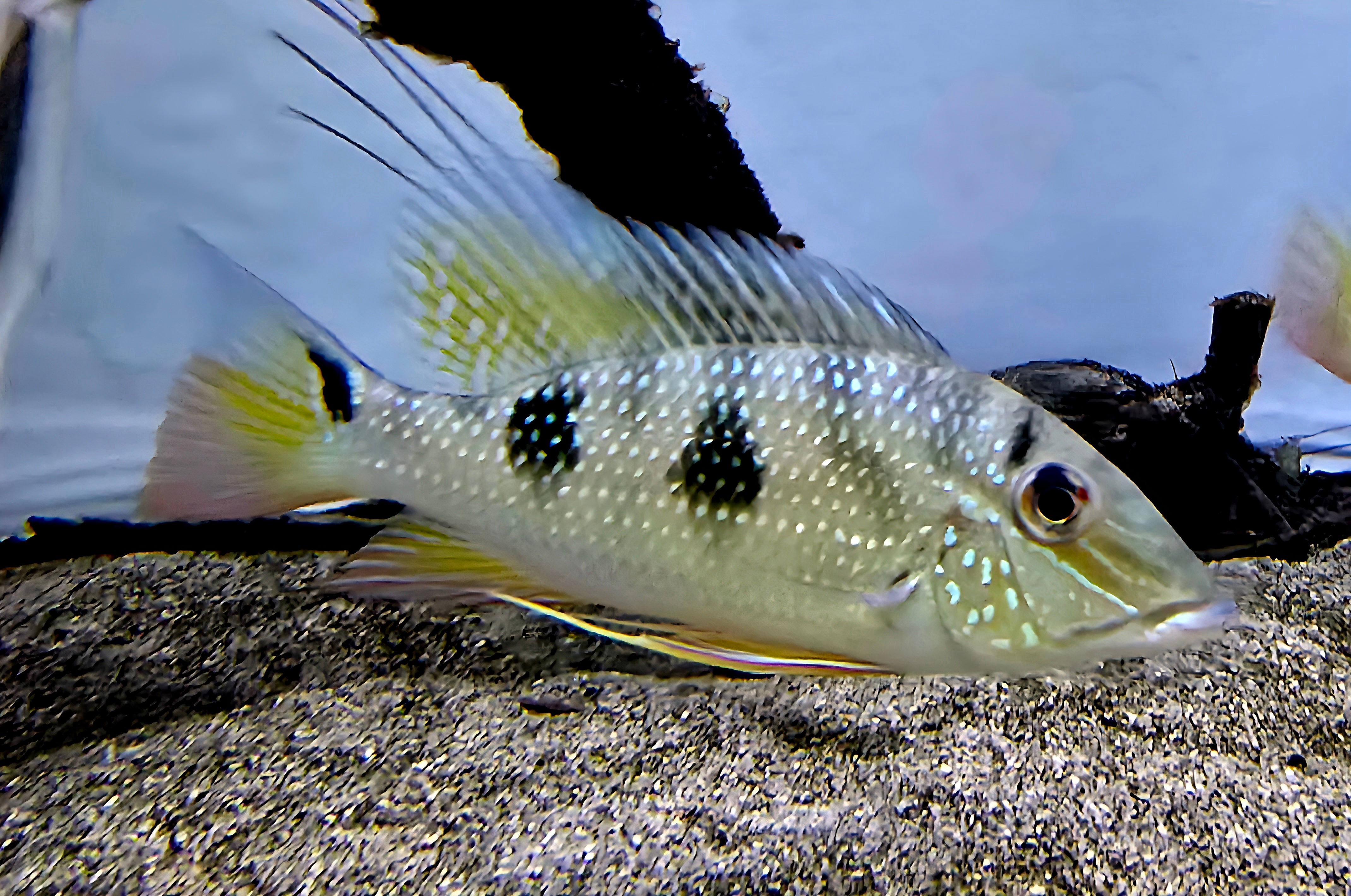 Products – Shoreline Aquatics