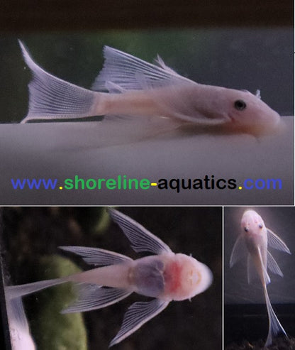 Snow White Bristlenose Pleco (Ancistrus sp.)
