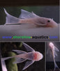 Snow White Bristlenose Pleco (Ancistrus sp.)