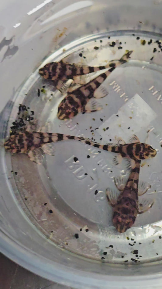 Atabapo Butterfy Pleco L052 (Deseykeria picta)