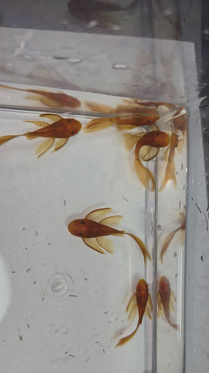 Super Red Bristlenose Pleco (Ancistrus sp.)