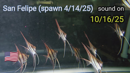 Pterophyllum altum San Felipe F1