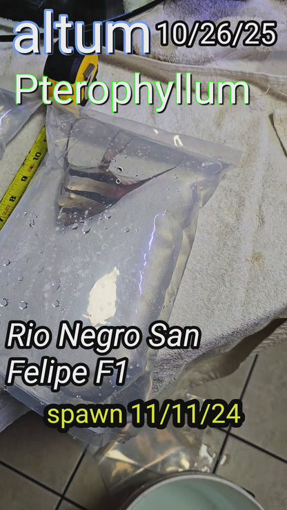 Pterophyllum altum San Felipe F1