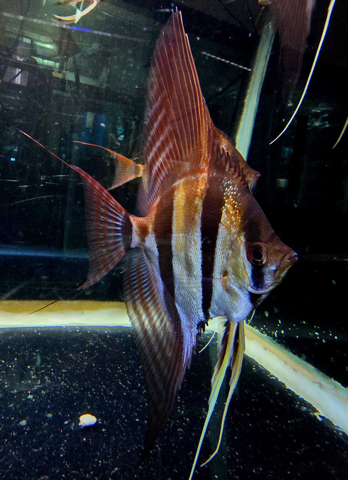 Pterophyllum altum San Felipe F1 – Shoreline Aquatics