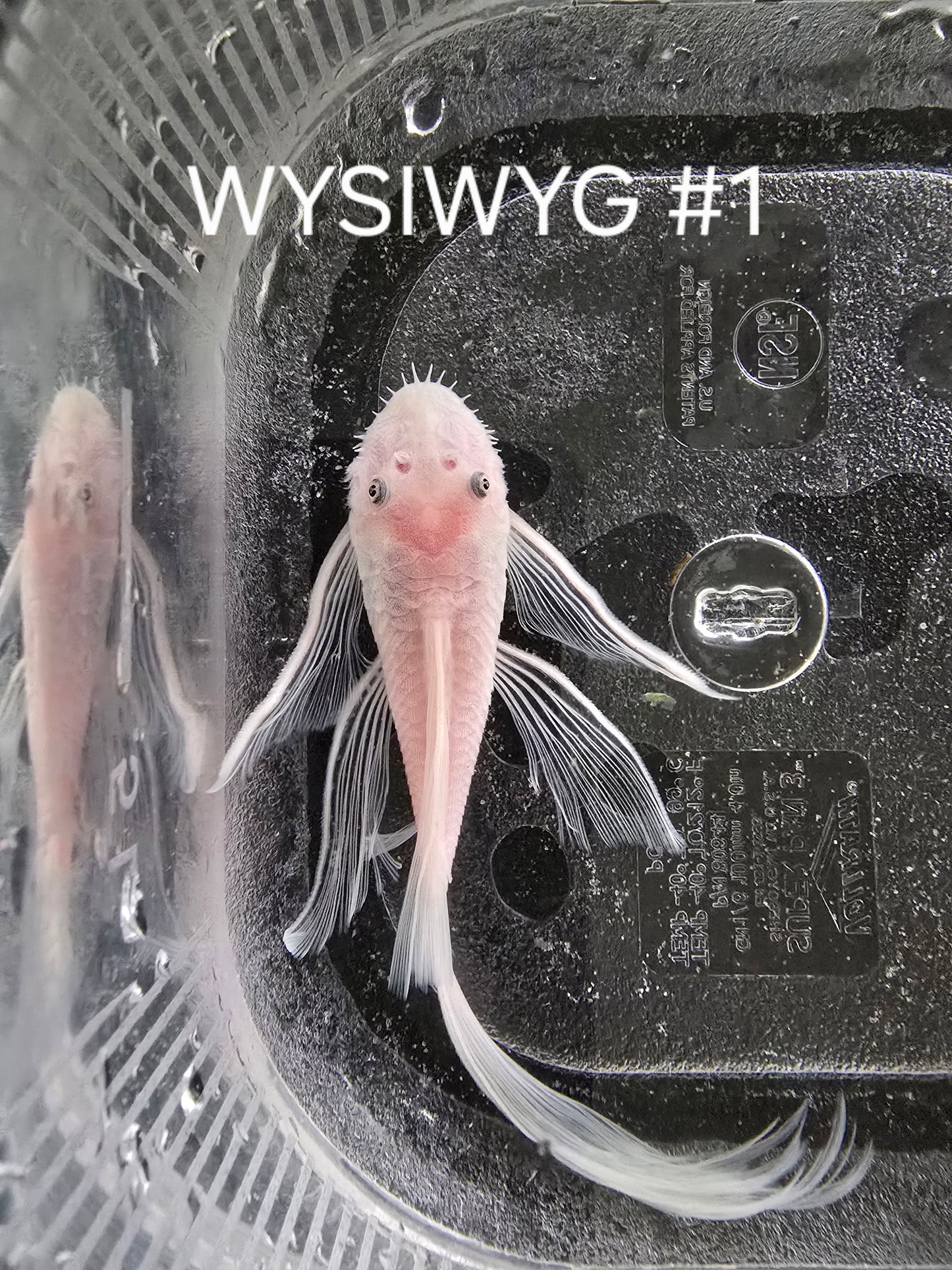 Snow White Bristlenose Pleco (Ancistrus sp.)