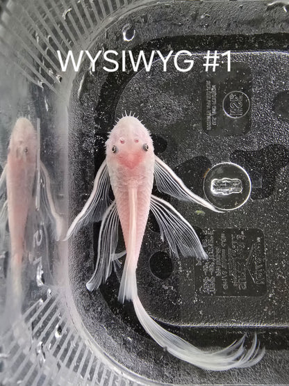 Snow White Bristlenose Pleco (Ancistrus sp.)