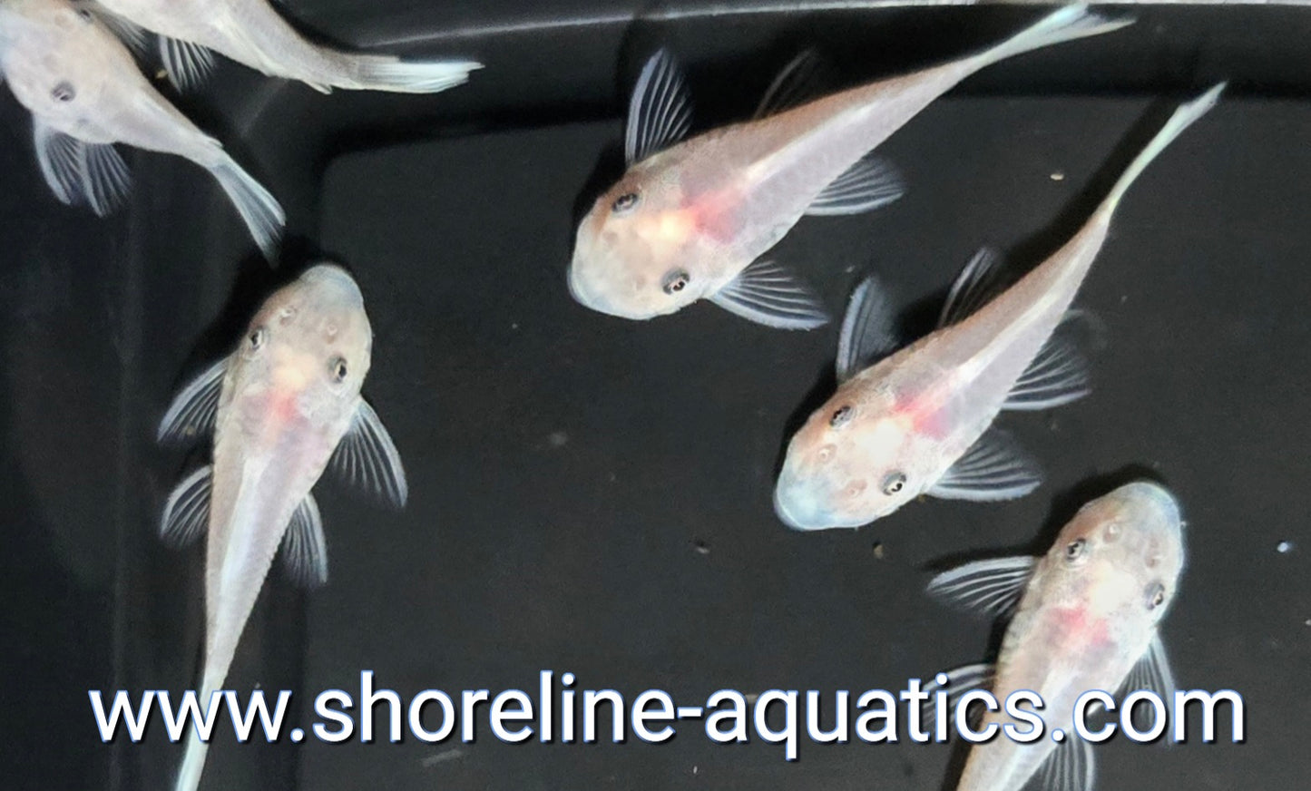 Snow White Bristlenose Pleco (Ancistrus sp.)