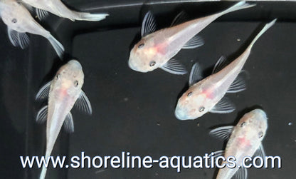 Snow White Bristlenose Pleco (Ancistrus sp.)