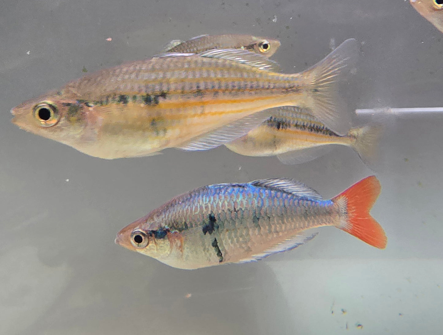 Kali Tawa Rainbowfish M/F Pair