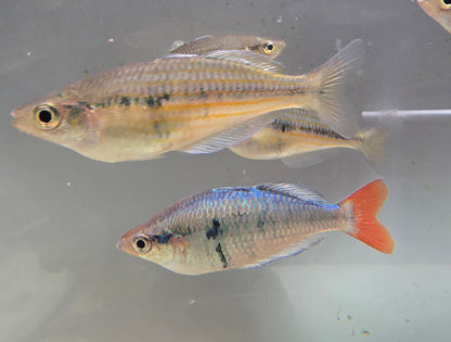 Kali Tawa Rainbowfish M/F Pair