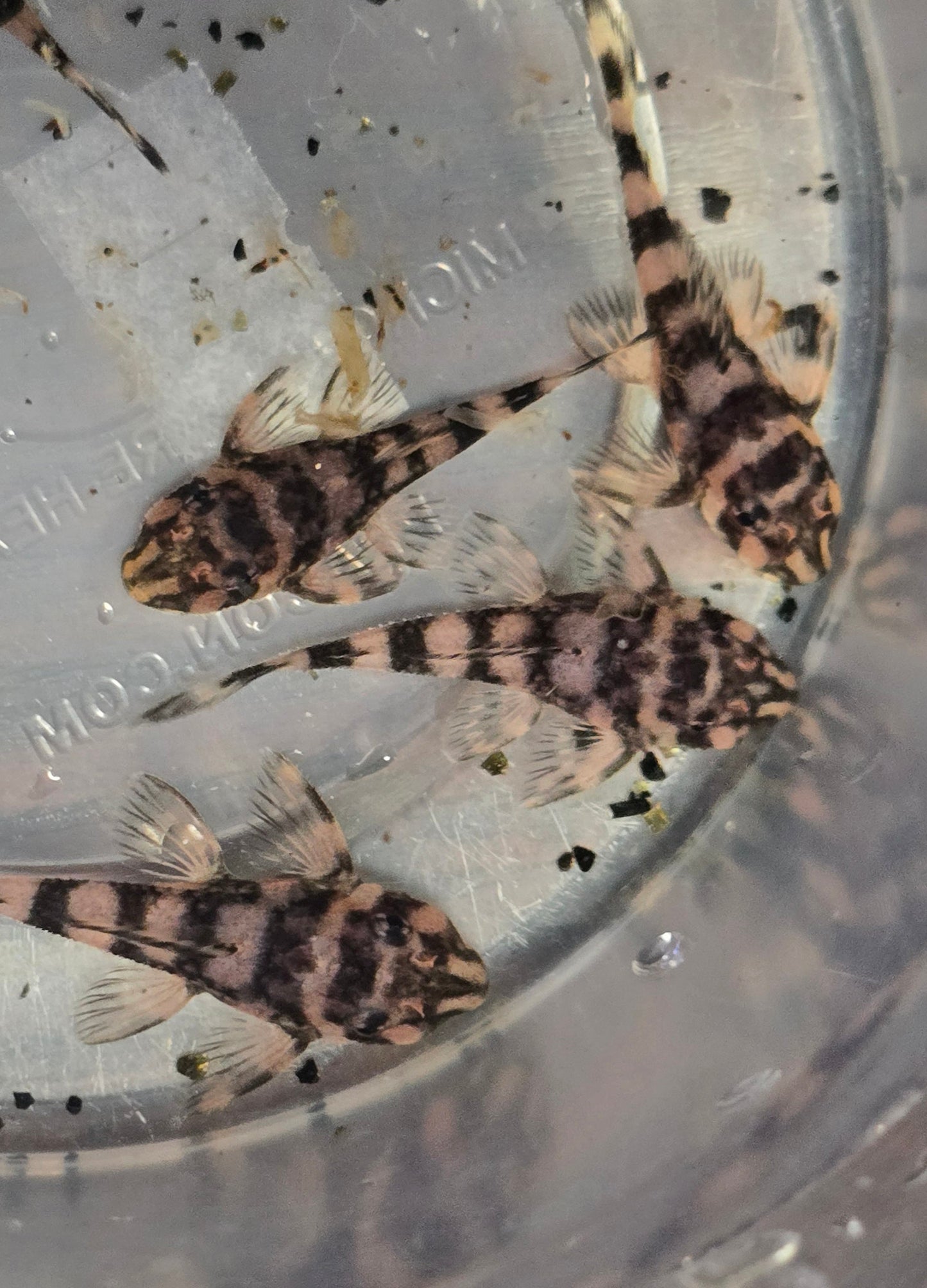 Atabapo Butterfy Pleco L052 (Deseykeria picta)