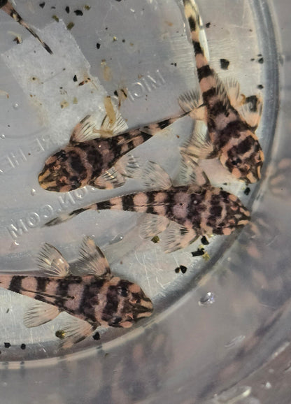 Atabapo Butterfy Pleco L052 (Deseykeria picta)