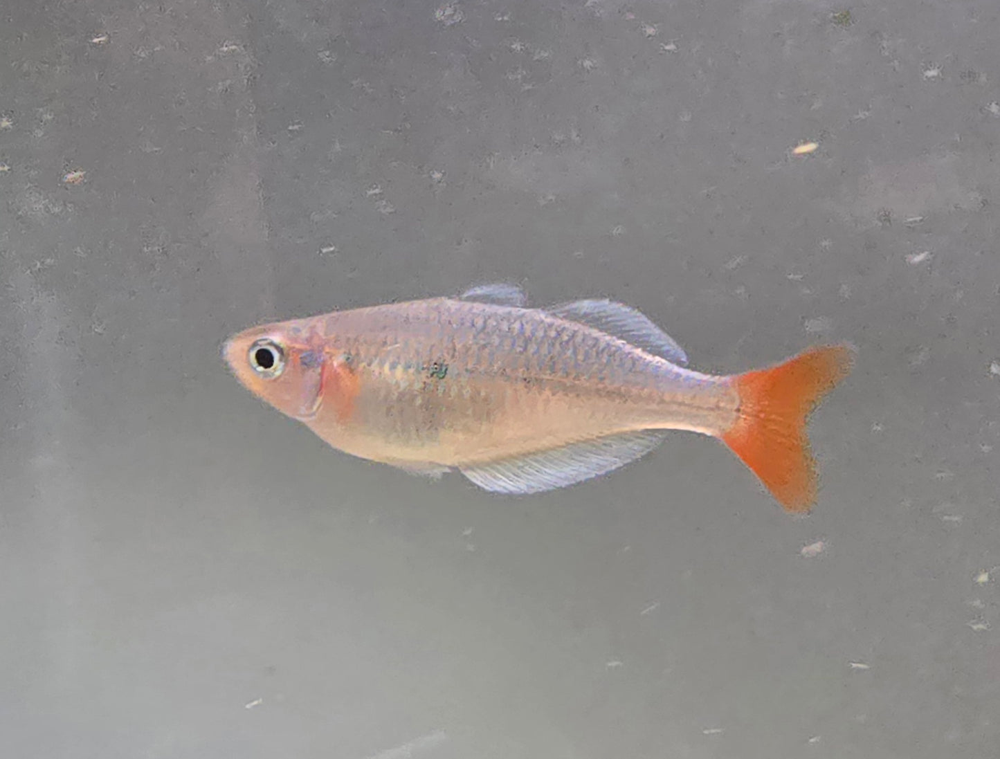 Kali Tawa Rainbowfish M/F Pair