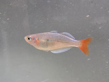 Kali Tawa Rainbowfish M/F Pair