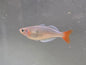Kali Tawa Rainbowfish M/F Pair