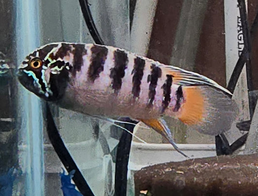 Ivanacara adoketa XL