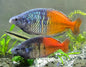 Aves Creek Boesmani Rainbowfish  M/F pair