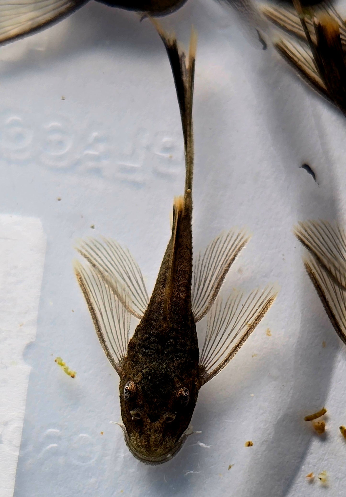 Green Dragon Bristlenose Pleco (Ancistrus sp.)
