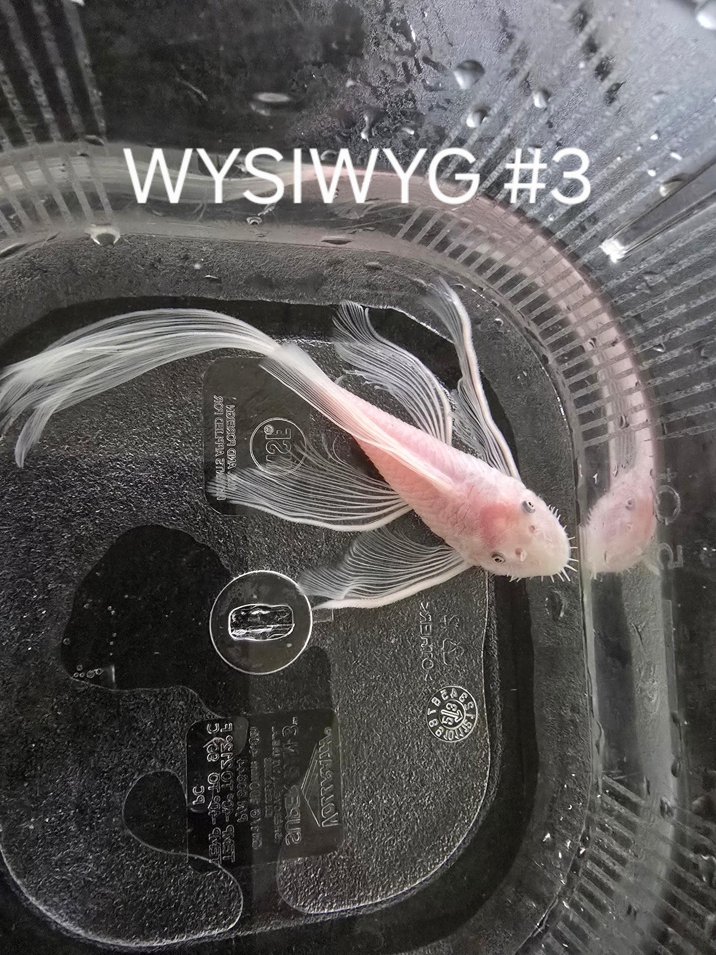 Snow White Bristlenose Pleco (Ancistrus sp.)