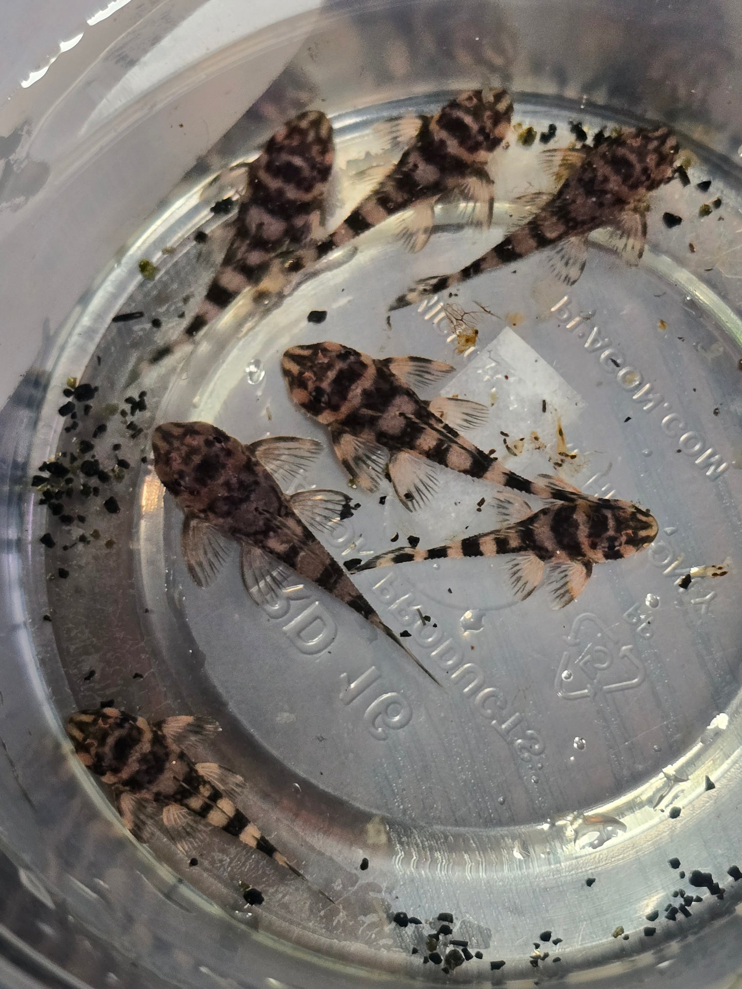Atabapo Butterfy Pleco L052 (Deseykeria picta)