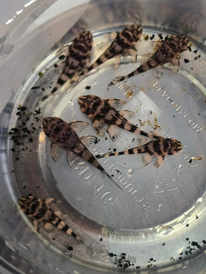 Atabapo Butterfy Pleco L052 (Deseykeria picta)