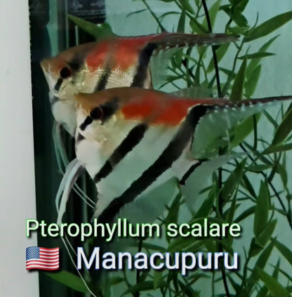 Pterophyllum scalare Manacapuru Red Back