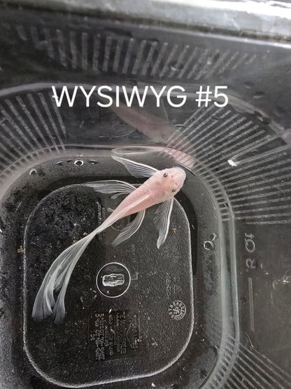 Snow White Bristlenose Pleco (Ancistrus sp.)