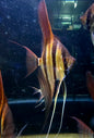 Pterophyllum altum San Felipe F1