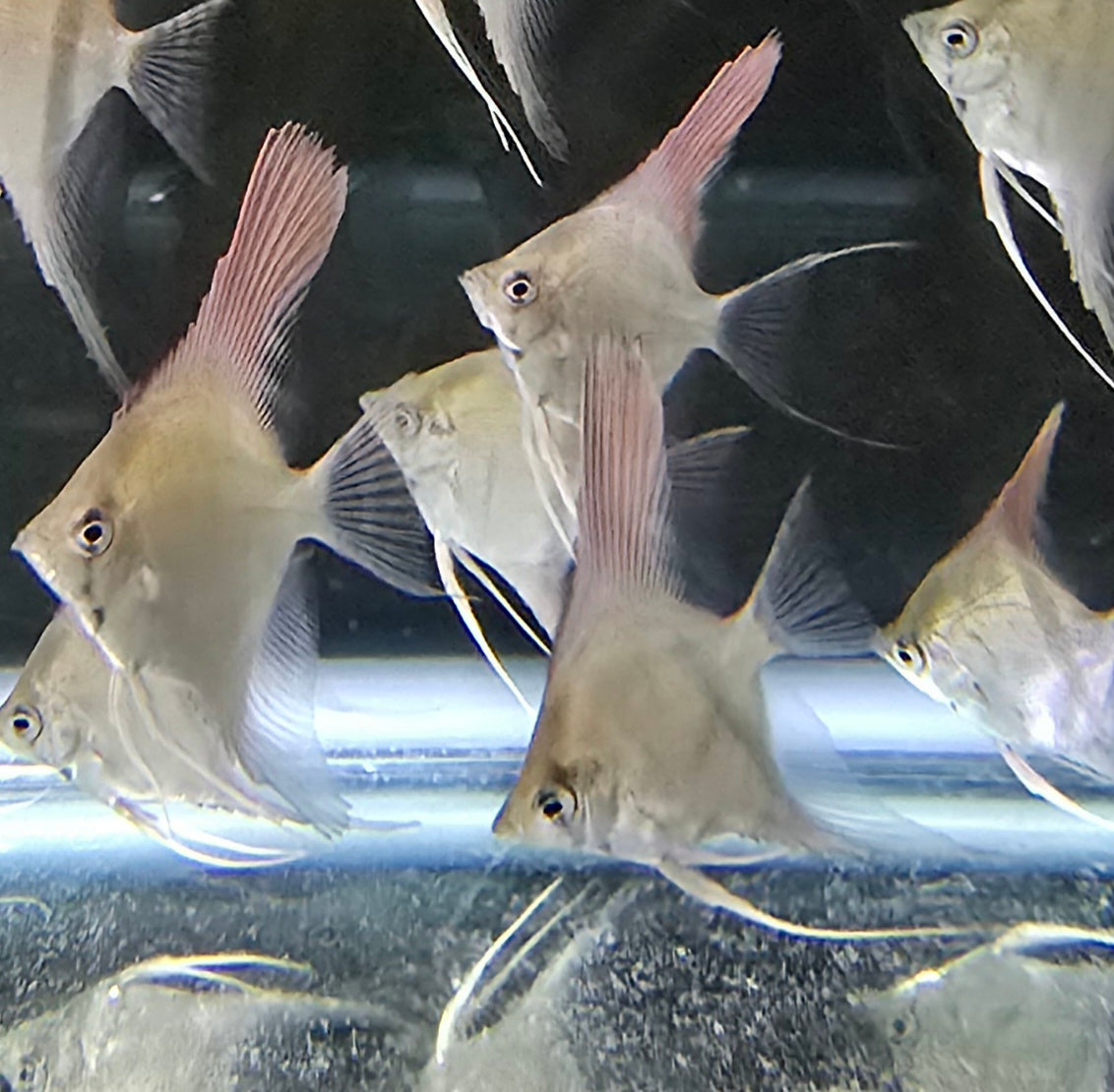 Pterophyllum scalare Manacapuru Red Back