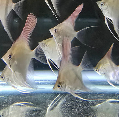 Pterophyllum scalare Manacapuru Red Back