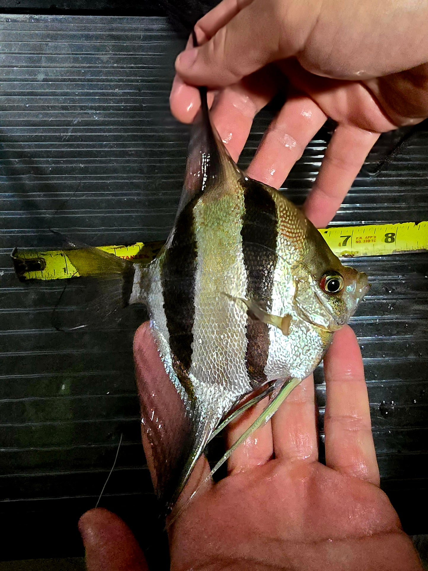 Pterophyllum altum Rio Pasimoni F2 XL