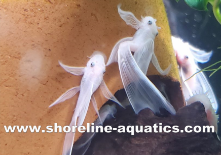 Snow White Bristlenose Pleco (Ancistrus sp.)