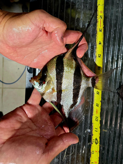 Pterophyllum altum Rio Pasimoni F2 XL
