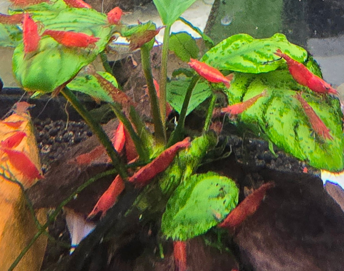 Red Cherry Shrimp 20+ extras