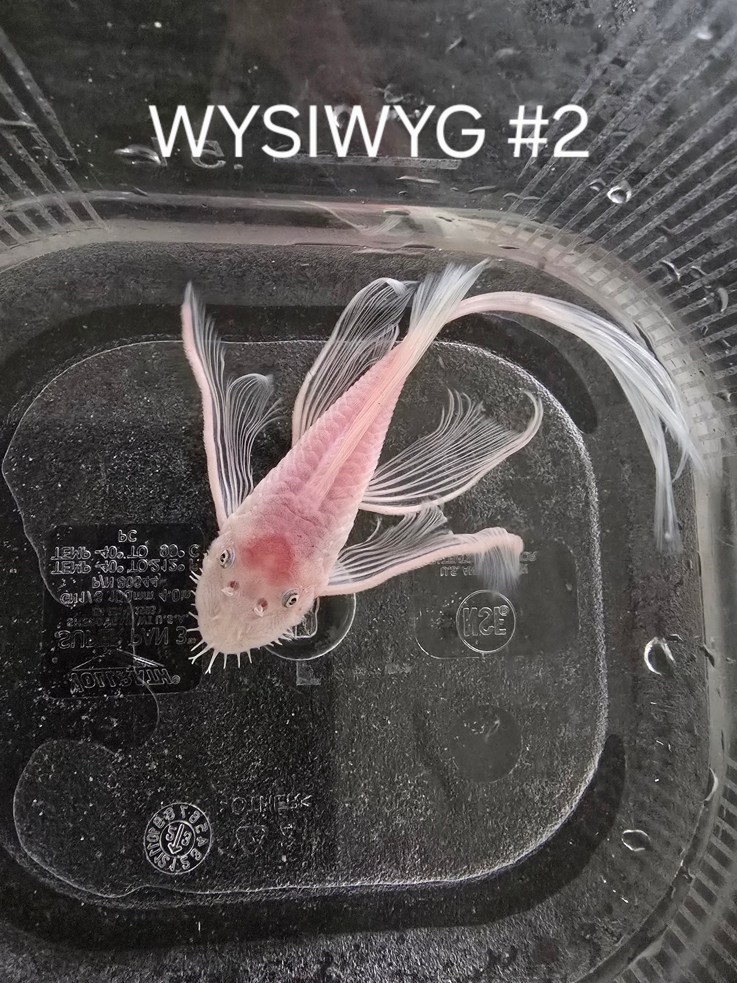Snow White Bristlenose Pleco (Ancistrus sp.)