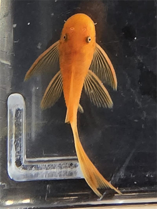 Super Red Bristlenose Pleco (Ancistrus sp.)