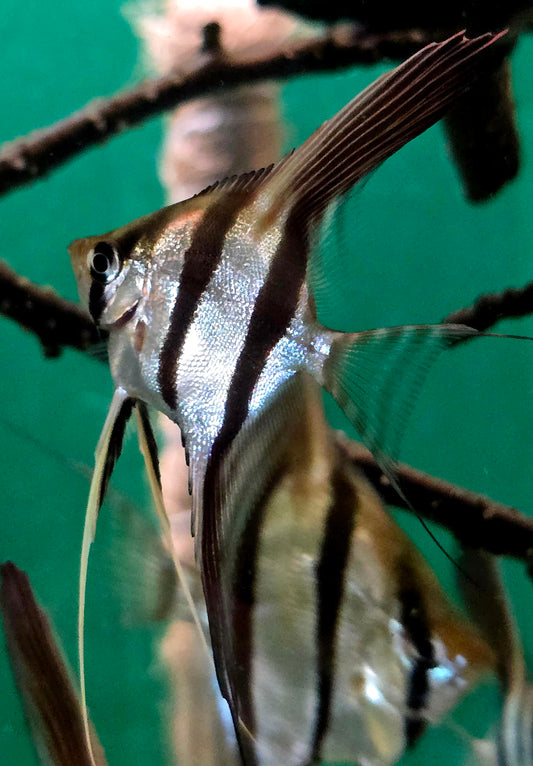 Pterophyllum altum San Felipe F1